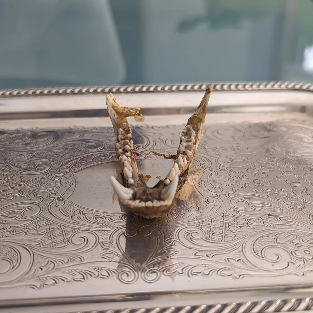 Lower Jawbone of Animal - Small, Possibly Raccoon, Oddity, Skeleton - Picture 4 of 12